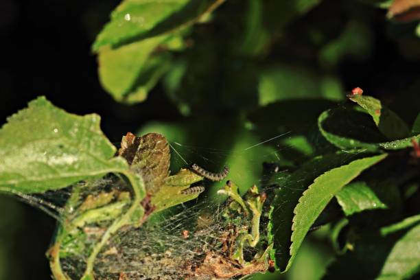 istock Spider's nest and caterpillars 957374954