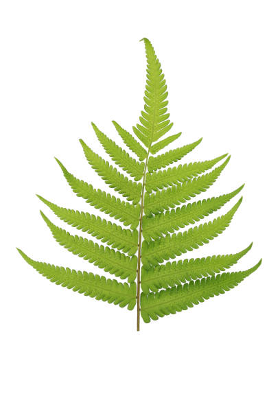 istock green leaves of fern 957375034