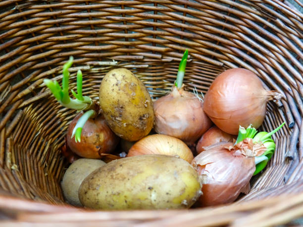istock more than one onion and potato. 957375170