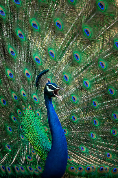 Indian Peacock Peafowl Mating Call