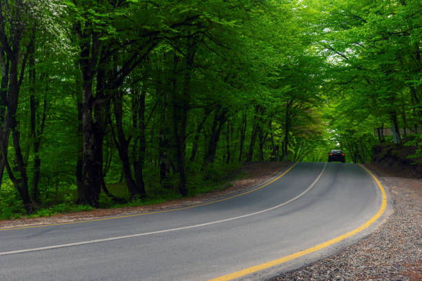istock Road through the green forest 957375686