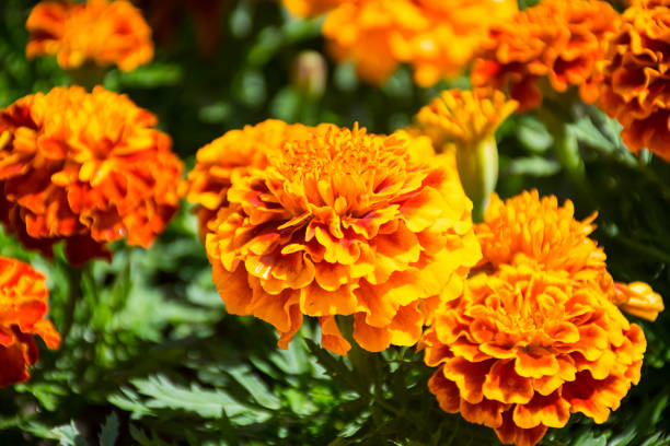 istock Marigold flowers garland background 957376102