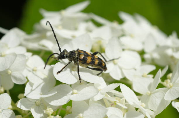 istock Beetle Leptura quadrifasciata 957378822