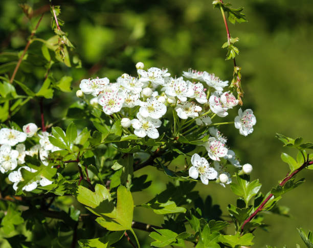 biały kwiat głogu midland, angielski głóg (crataegus laevigata) kwitnący wiosną - laevigata zdjęcia i obrazy z banku zdjęć