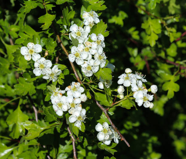 중부 호손, 영어 호손 (산사 laevigata) 봄에서 꽃의 흰 꽃 - laevigata 뉴스 사진 이미지