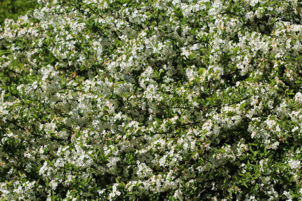White flower of midland hawthorn, English hawthorn (Crataegus laevigata) blooming in spring Macro close up of hawthorn flower in spring flower blooming stages stock pictures, royalty-free photos & images