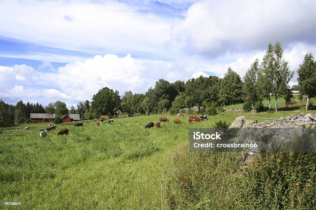 Ganado y meadow - Foto de stock de Abedul libre de derechos