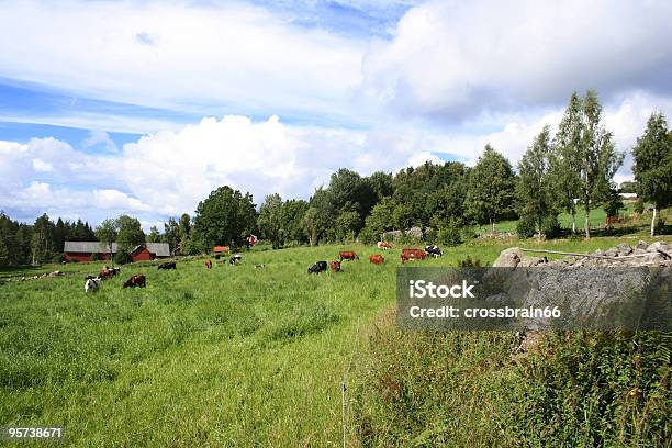 Ganado Y Meadow Foto de stock y más banco de imágenes de Abedul - Abedul, Agricultura, Aire libre