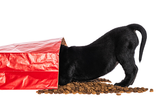 A cute young Black Labrador puppy eating kibble from a red paper bag of dog food that has spilled on a white background