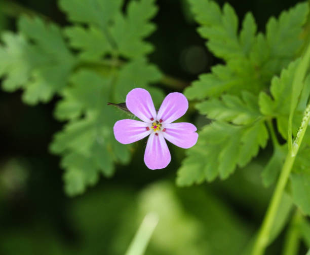 istock Herb Robert, Red Robin, Death come quickly or Storksbill (Geranium robertianum), flower blooming in spring 957389088