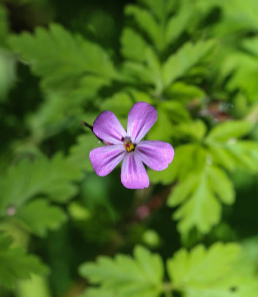 istock Herb Robert, Red Robin, Death come quickly or Storksbill (Geranium robertianum), flower blooming in spring 957389120