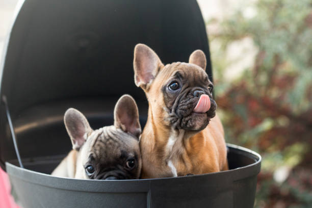 istock French Bulldog puppies 957389790