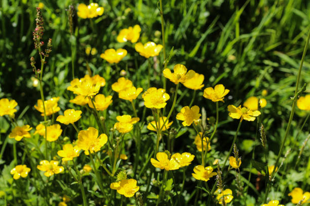 istock common meadow buttercup or tall buttercup (Ranunculus acris) blooming in spring 957390412