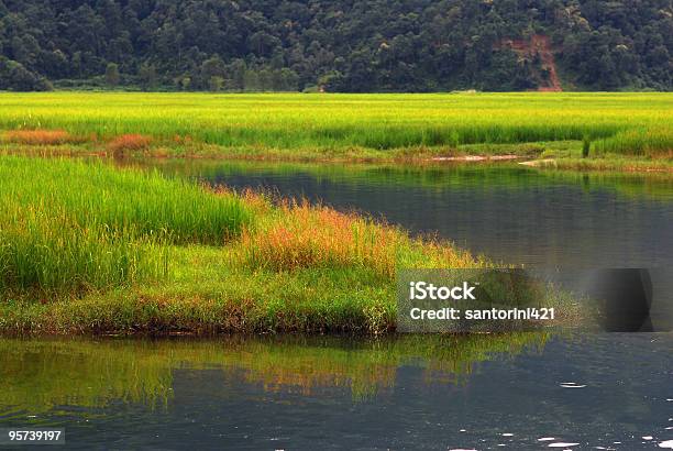 Paludi Paesaggio - Fotografie stock e altre immagini di Acqua - Acqua, Ambientazione esterna, Botanica