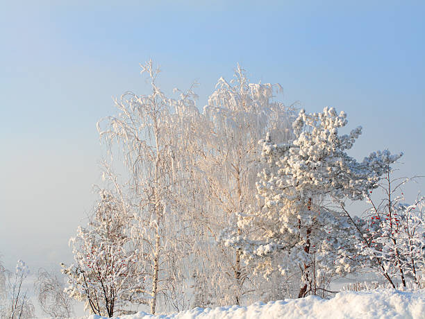 istock snow trees in frosty day 95739246
