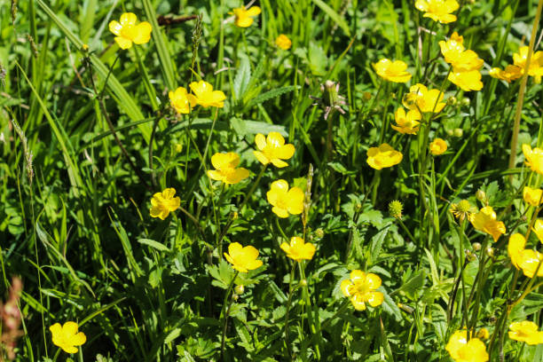 istock common meadow buttercup or tall buttercup (Ranunculus acris) blooming in spring 957392518