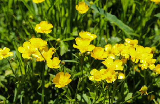 istock common meadow buttercup or tall buttercup (Ranunculus acris) blooming in spring 957392586