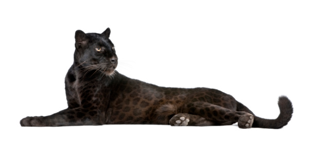 Leopardo negro, 6 años de edad, acostado, foto de estudio photo