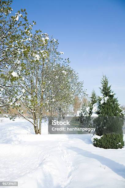 Paesaggio Invernale - Fotografie stock e altre immagini di Albero - Albero, Albero sempreverde, Ambientazione esterna