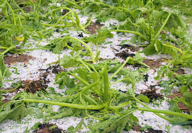 beschädigte flaschenkürbis nach hagelschauer - crop damage stock-fotos und bilder