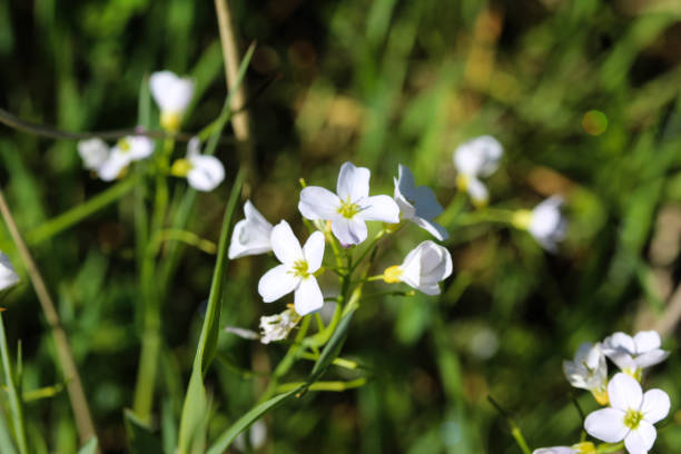 large bitter cress (Cardamine amara) blooming in spring close up of large bitter cress growing and blooming in spring cardamine amara stock pictures, royalty-free photos & images
