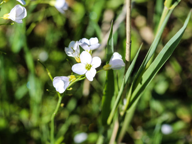 large bitter cress (Cardamine amara) blooming in spring close up of large bitter cress growing and blooming in spring cardamine amara stock pictures, royalty-free photos & images