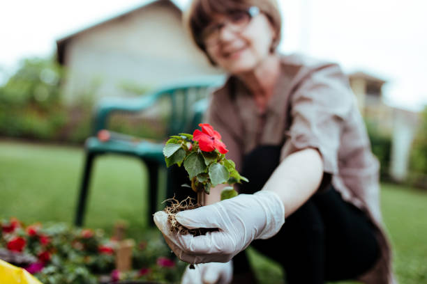 istock Woman planting flowers 957397426