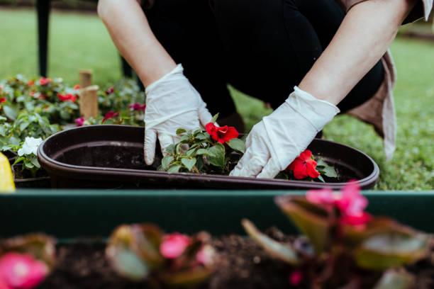 istock Woman planting flowers 957397430