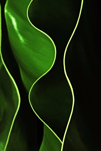 Curve of green leaf (Bird's nest fern)