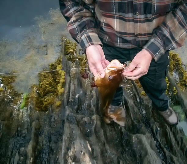 istock Unhooking a Freshly Caught Norwegian Cod at  Water's Edge standing on rocks 957397542