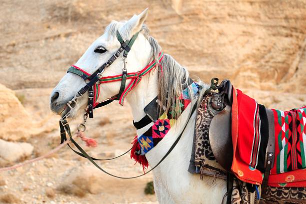 istock white horse in Petra 95739858