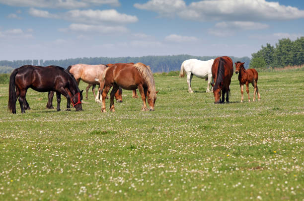 istock Herd of horses in pasture spring season 957398580