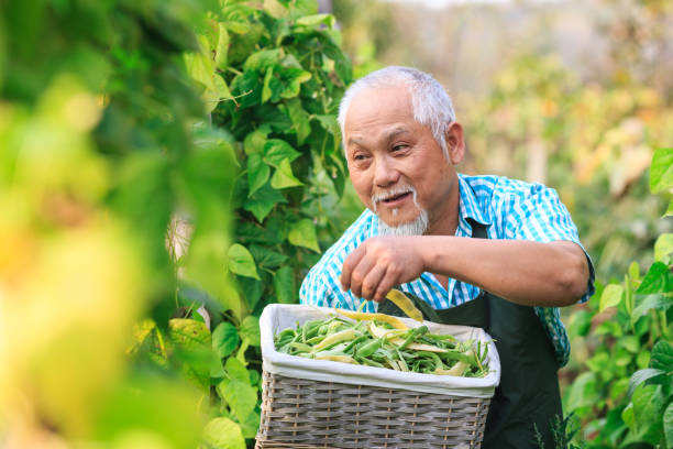 istock Mature farmer harversting green beans 957398828