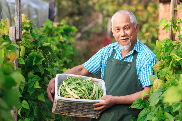 istock Mature farmer harversting green beans 957398830