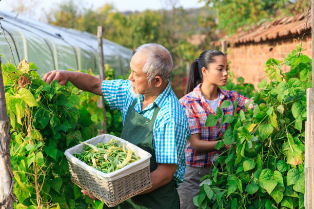 istock Family harvesting green beans 957398840