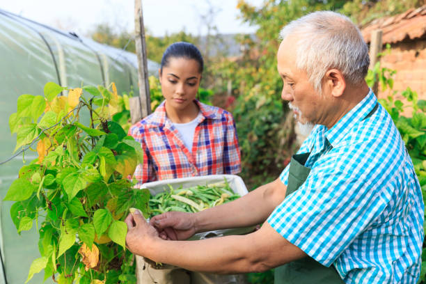 istock Family harvesting green beans 957398852