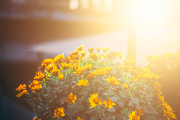 istock Group of chrysanthemum flowers at sunset. 957399740