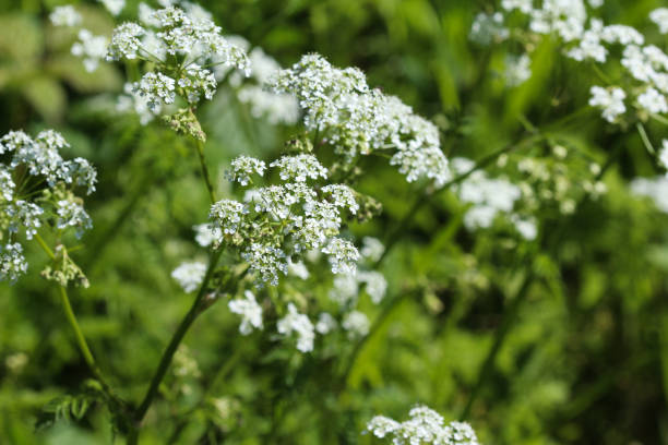 istock cow parsley or wild chervil (Anthriscus sylvestris), blooming during spring 957400986