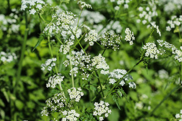 istock cow parsley or wild chervil (Anthriscus sylvestris), blooming during spring 957401166