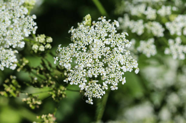 istock cow parsley or wild chervil (Anthriscus sylvestris), blooming during spring 957401516