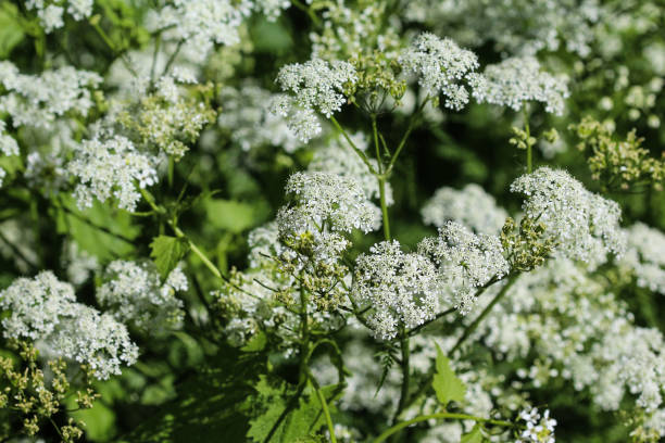 istock cow parsley or wild chervil (Anthriscus sylvestris), blooming during spring 957401660