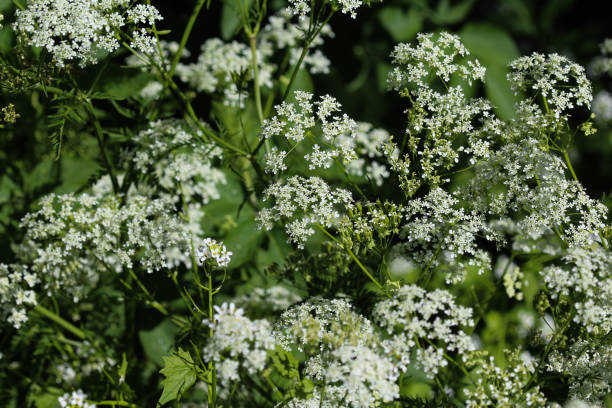 istock cow parsley or wild chervil (Anthriscus sylvestris), blooming during spring 957401664