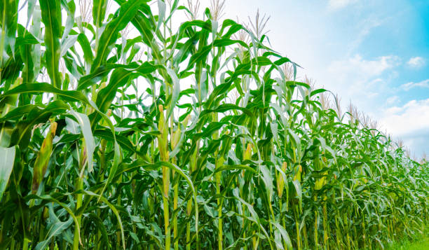 istock Maize or corn organic planting in cornfield. It is fruit of corn for harvesting by manual labor. 957401798