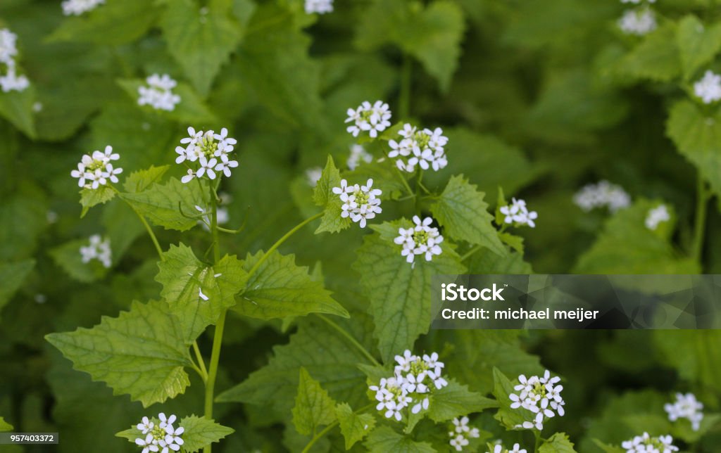 Jack by the hedge or Garlic Mustard (Alliaria petiolata) Close up of Jack by the hedge plant Garlic Stock Photo