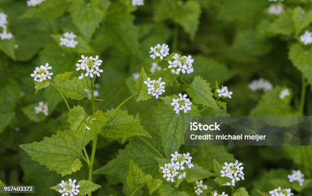 Jack By The Hedge Or Garlic Mustard Stock Photo - Download Image Now