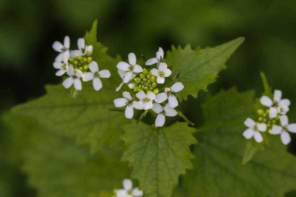 istock Jack by the hedge or Garlic Mustard (Alliaria petiolata) 957403420