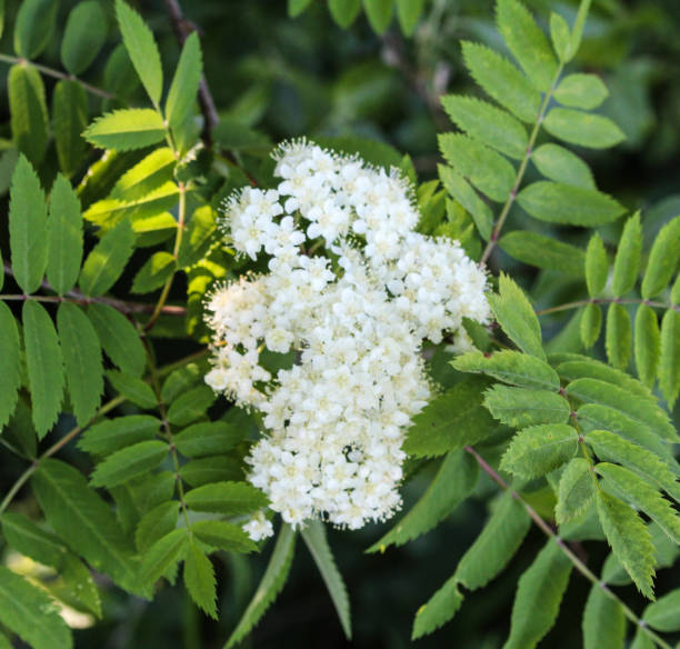 istock rowan or mountain ash (Sorbus aucuparia) flower, blooming in spring 957404654