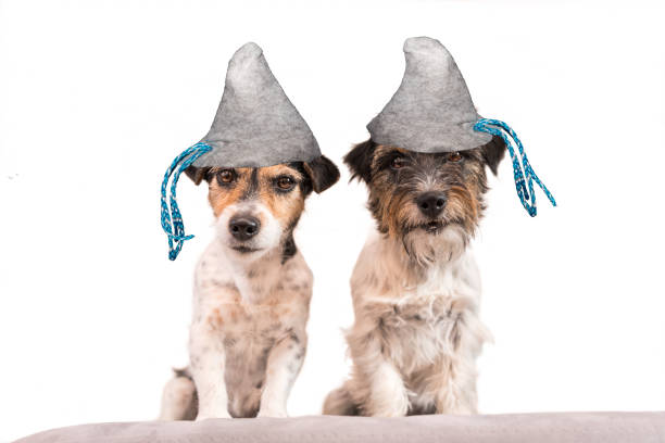 istock Beer Fest dogs - Jack Russell Terrier 957404802