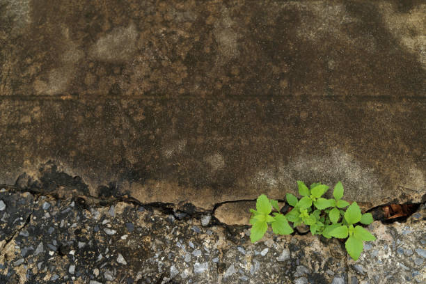 istock Plant grow up on cracked pavement with copy space for text on top. 957407376