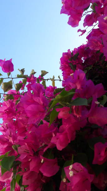 istock beautiful as the flower 957407780